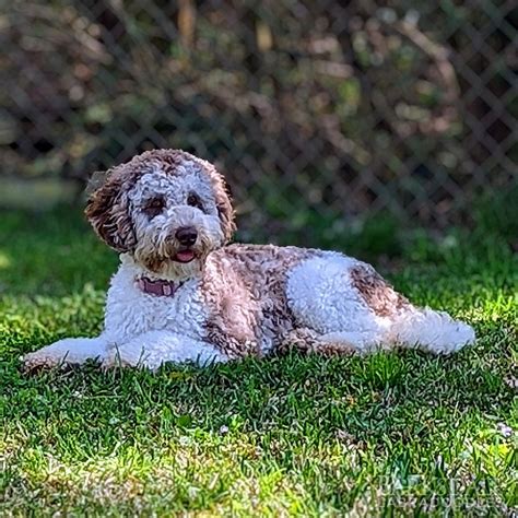 Barksdale labradoodles. Barksdale Labradoodles has been breeding dogs for over 15 years. They have a show-quality line of Australian Labradoodle puppies in mini, standard and medium sizes: … 