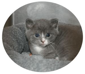 Barn Cats - Orange County Humane Society of Virginia