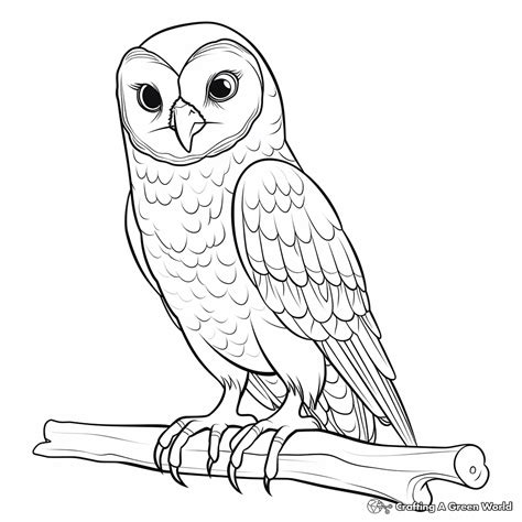 Barn Owl Coloring