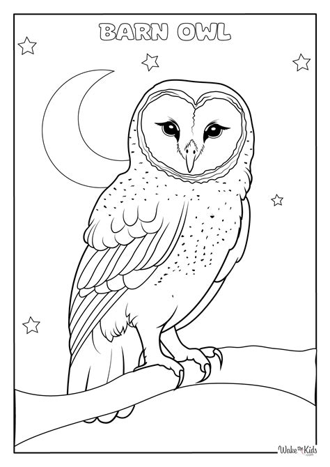 Barn Owl Coloring Shee