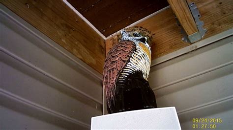 Barn Swallows Nesting on a Plastic Owl - YouTube