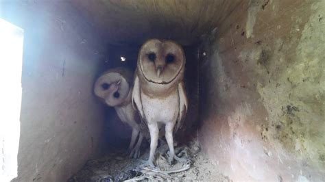 Barn owl camera. Barn Owl. 12,569 likes · 431 talking about this. Remote monitoring and analytics solutions for ranchers and farmers. 