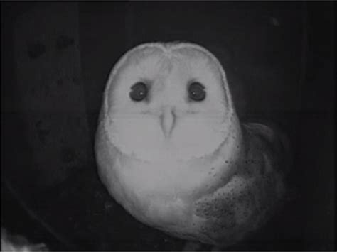 Take a look at our Live Barn Owl Webcam. Our we
