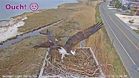 Watch live as the osprey pair at our Osprey Cam on Long Beach Island care for their two hatchlings! The male left to hunt for fish, returned with a fish, which the female dropped after being spooked from nest. The drama continues! .