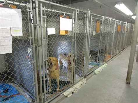 But dogs can – and do – get sick while staying at a boarding kennel. We’ve put together a list of tips you can follow to make sure that doesn’t happen to your dog. Check the kennel out before boarding your dog to make sure it’s clean, etc. Visit the kennel yourself and check to see if it looks neat and smells clean.. 
