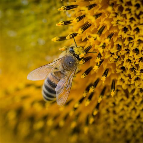 Barnyard bees. Things To Know About Barnyard bees. 