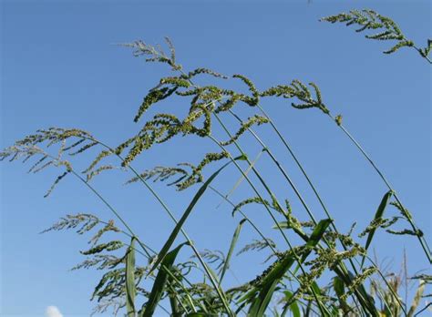 Barnyardgrass Integrated Crop Management - Iowa State University