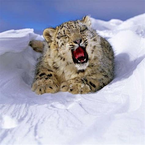 Barras de hockey pronóstico de leopardos de las nieves.