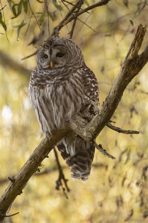 Barred Owl Washington State