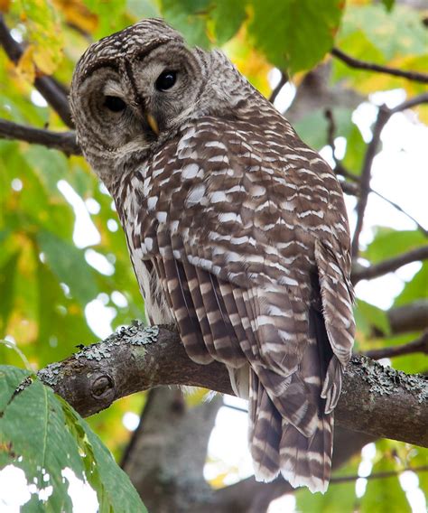 Owls hoot at night to communicate with each other and
