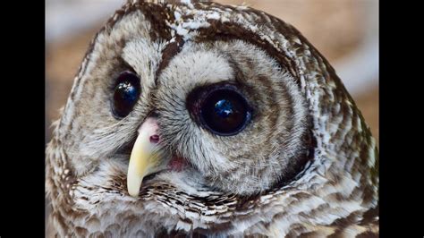 Barred owl noise. Things To Know About Barred owl noise. 