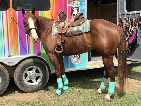 11 Barrel Horses For Sale. See all sold horses click here. Sort by: Age Price State. Bar B Streak N Dance Mare $60,000 TN. 10-year old - "Honey" is in shape and ready to win. She has many 1D placings and has also won money at IPRA rodeos even with only going to a handful of rodeos. Paid into Pink Buckle, Ruby Buckle, Future Fortunes, and .... 