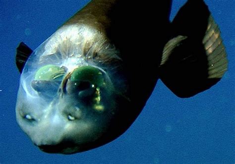 Barreleye fish. Things To Know About Barreleye fish. 