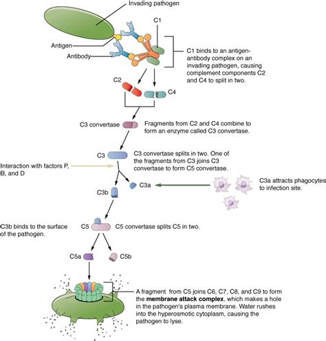 Barrier Defenses and the Innate Immune Response