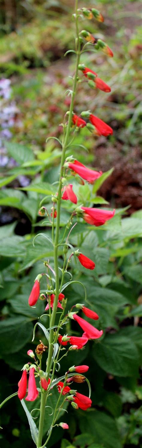 Bartfaden-Hybriden (Penstemon-Hybriden) Garten Wissen