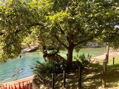 Barton Springs tree 'Flo' celebration of life, removal set for this week after delays