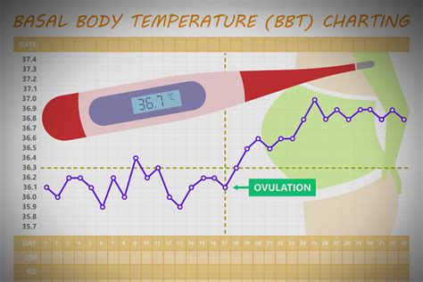 Basal Body Temperature Chart Temperature Chart Basal Body Temperature Chart Bbt Chart