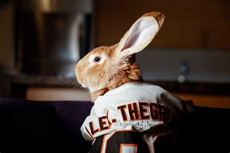 Baseball 2023: Alex the Great (Rabbit) takes his furry bows at San Francisco ballpark
