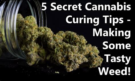 Basemental drugs how to cure weed. Things To Know About Basemental drugs how to cure weed. 