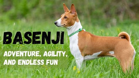 Basenji Adventures - YouTube