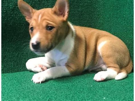 Basenji puppies for sale in texas. The typical price for Basenji puppies for sale in Dallas, TX may vary based on the breeder and individual puppy. On average, Basenji puppies from a breeder in Dallas, TX may range in price from $2,000 to $2,500. How big do Basenji puppies in Dallas, TX get? The average weight for male Basenji puppies in Dallas, TX is around 24 pounds. 