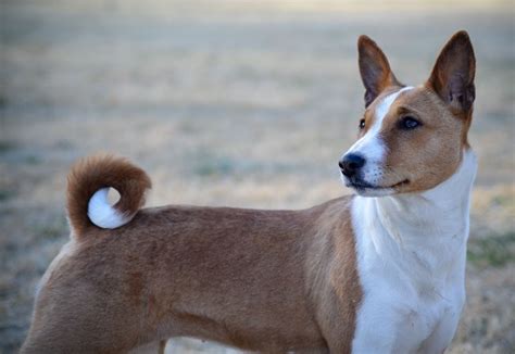 Find the perfect Basenji puppies in New York (NY)! Please login to add/view friends online.. 