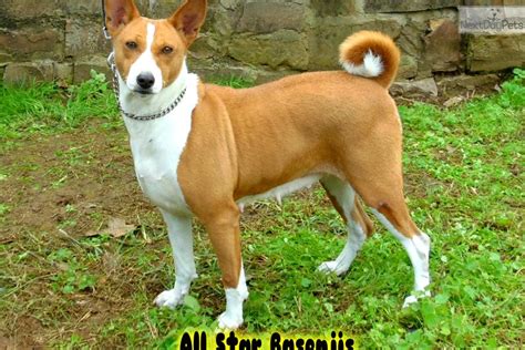 Basenjis for sale near me. Good Dog helps you find Basenji puppies for sale near Arizona. Through Good Dog’s community of trusted Basenji breeders in Arizona, meet the Basenji puppy meant for you and start the application process today. Find a Basenji puppy from reputable breeders near you in Arizona. Screened for quality. Transportation to Arizona available. 