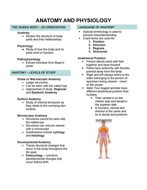Basic Anatomy And Physiology Notes