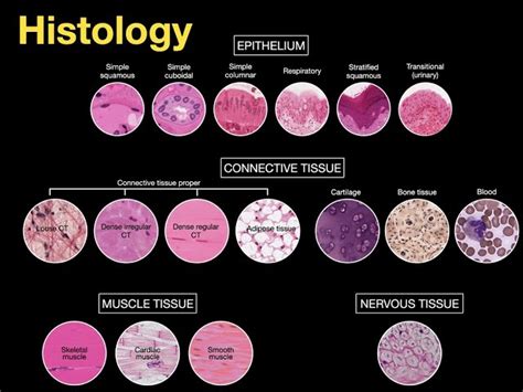 Basic Histology Cells in Relationship