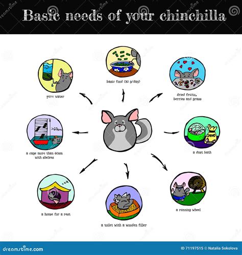 Basic Needs - Chinchilla Resources