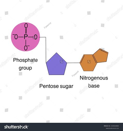 Basic Nucleic Acid Chemical Structure