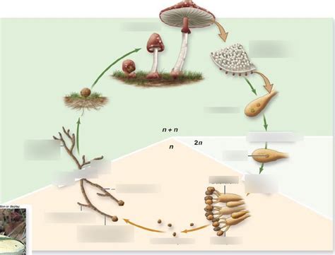 Basidiomycota _ AcademiaLab