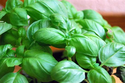 Basil - Wikipedia