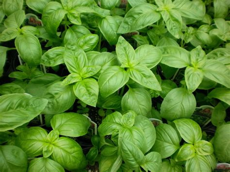 Basil India