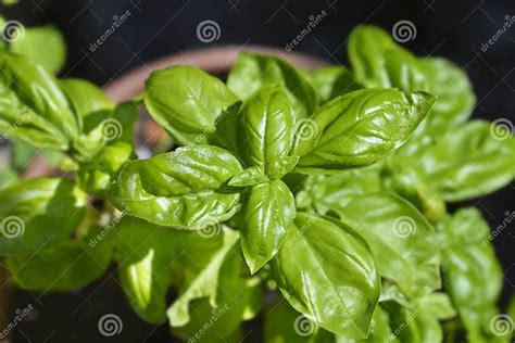 Basil common name