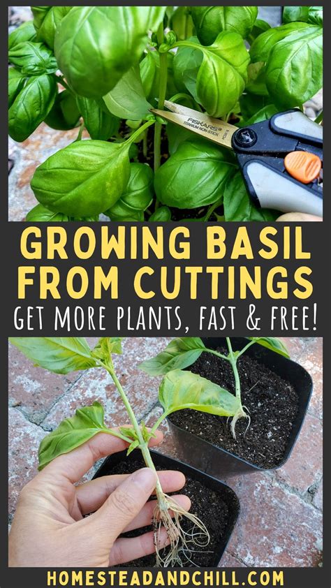 Basil propagation.  There Pruning Basil Plants For Propagation To propagate ...