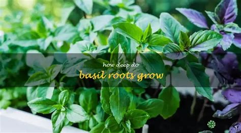 Basil root benefits.  Our herbs are trusted for their unmatched quality and freshness...