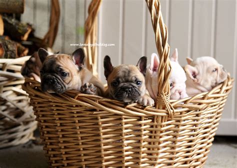 Basket Of French Bulldog Puppies