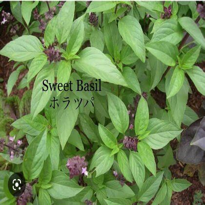 Basli Halı ve Koltuk Yıkama