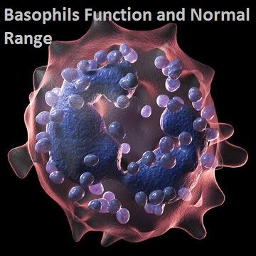 Basophils Definition function and normal range