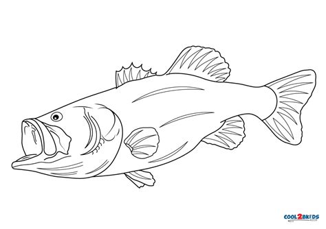 Bass Coloring