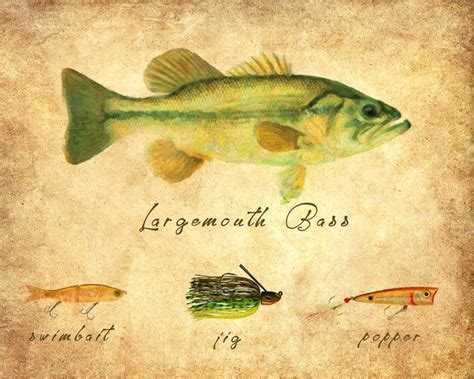 Bass Fishing Poster - Etsy