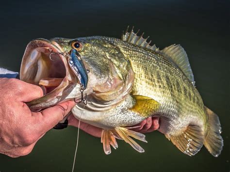 Bass fishing the complete guide to easy catching largemouth bass learn amazing bass fishing tips tricks and. - The handbook for girl guides or how girls can help build the empire.