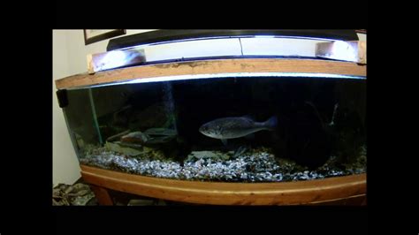 Bass tank. Things To Know About Bass tank. 