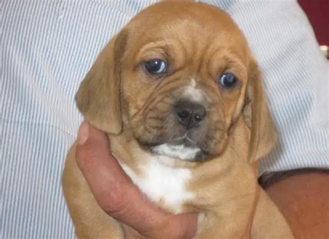 Basset Hound Pug Mix Puppies For Sale