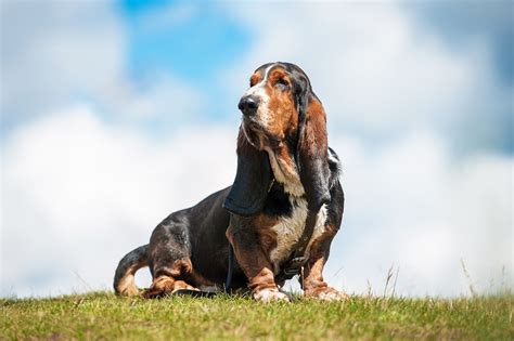 How to get a puppy. To contact Autumn Oak Basset Hounds, reques