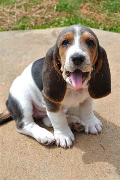 Basset hound puppies az craigslist. Things To Know About Basset hound puppies az craigslist. 