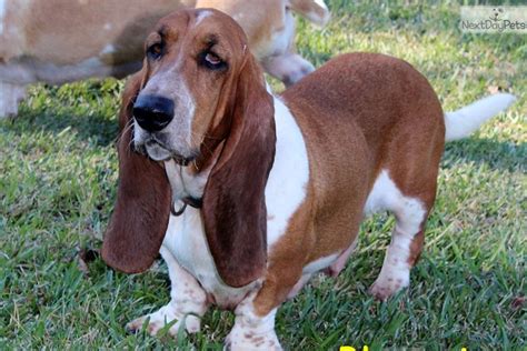 Basset Hounds look bummed on the outside, but have a wonderfully clever personality on the inside. They use their adorable, pouty looks to get away with whatever they want and will make you laugh daily with their outrageous sense of humor. Basset Hounds love people and other animals, so be prepared to spend lots of time together. Behavior.. 