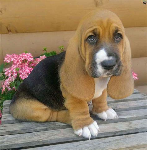 Basset hound puppies for sale in pa. Things To Know About Basset hound puppies for sale in pa. 