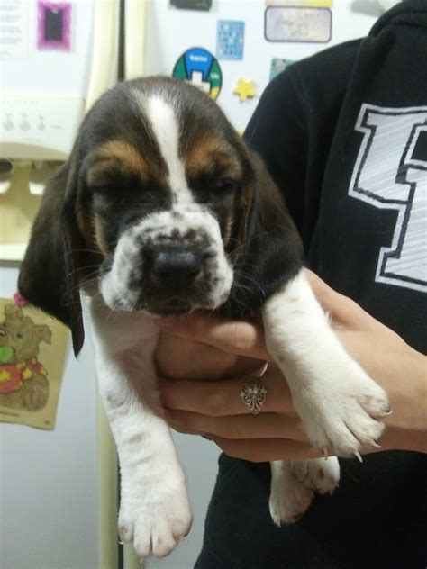 Basset hound puppies for sale lexington ky. Boy 1. Basset Hound. Bedford, IN. Male, Born on 03/15/2024 - 5 weeks old. $650. Puppies.com will help you find your perfect Basset Hound puppy for sale in Elizabethtown, KY. We've connected loving homes to reputable breeders since 2003 and we want to help you find the puppy your whole family will love. 